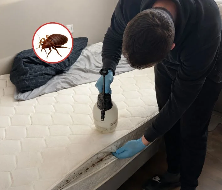 Technicien traitant un matelas contre les punaises de lit à Rozay-en-Brie